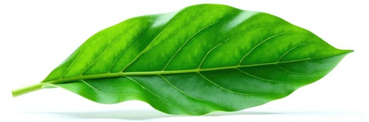 Fototapeta premium Tropical Galanga leaf isolated on white background with intricate veins and ridges, galanga, foliage