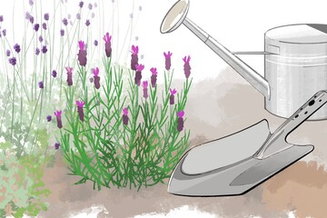 lavender illustration herb garden gardening 