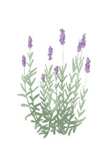 Obraz premium English lavender illustration herb garden