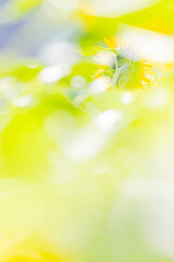 Obraz premium ヒマワリ畑 