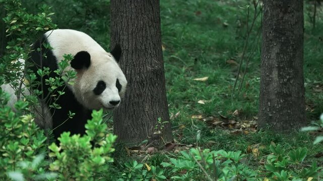 Sakurbang, a giant panda at Chengdu Panda Base in Sichuan Province, China