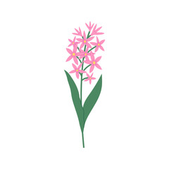 Pink hyacinth with leaves isolated on white background. Hand drawn vector botanical illustration.