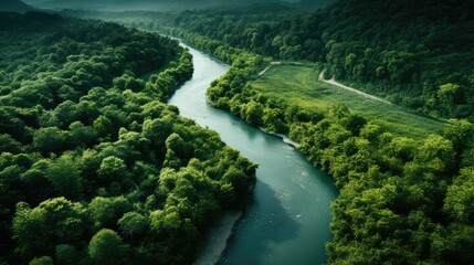 nature trees from above
