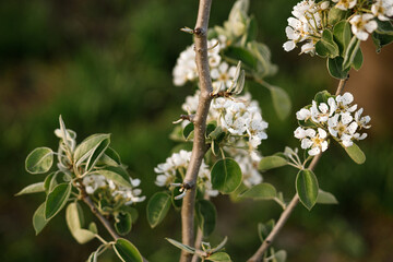 Blooming pear tree branch close up in spring garden. Homestead lifestyle. Pear white flowers in urban organic garden