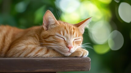 A peaceful orange cat naps serenely on a wooden surface, surrounded by a lush green background and soft bokeh lights.