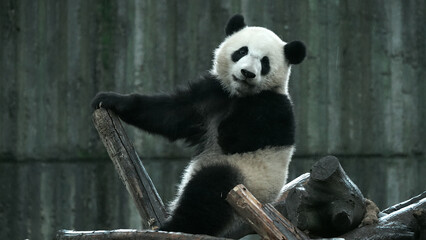 Obraz premium Baby panda Beixia at Chengdu Giant Panda Base in Sichuan Province, China