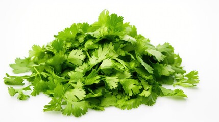 fresh cilantro white background