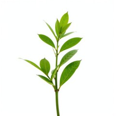 Fototapeta premium A single stem with leaves isolated on a white background, flora, solitary, botanical