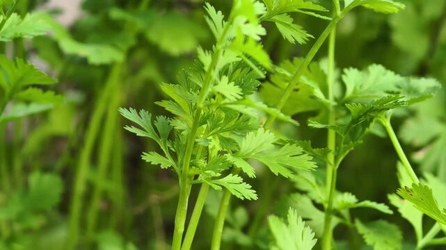 Fresh coriander in the garden