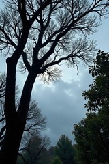 Darkened tree limbs stretched towards the gray sky, gloomy sky, shadow, foliage