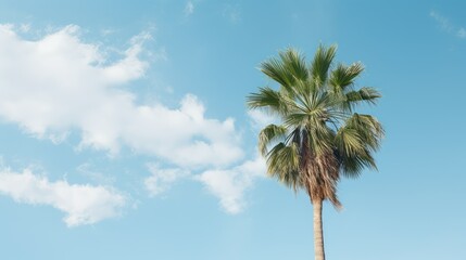 sky palm trees simple