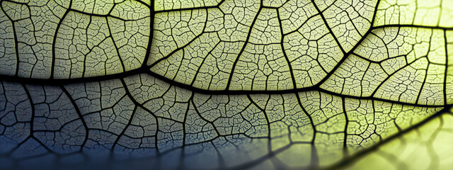 Obraz premium The meridians of green leaves