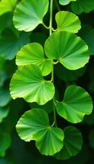 Obraz premium Mosaic of Ginkgo biloba leaves in natural colors, greenery, botanical, plant