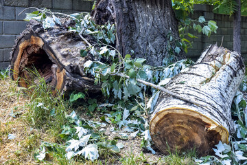 Obraz premium Sawn pieces of old wood. Clearing the park of old trees. Smithereens of trunks. Close-up. Selective focus. Copy space for text.