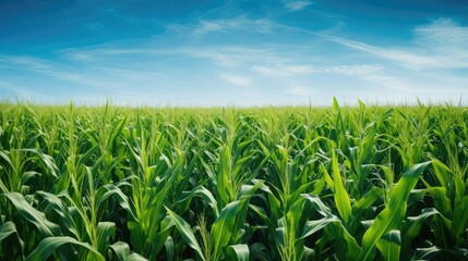 Obraz premium farming corn field with blue sky