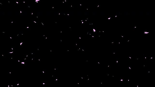 Some pink cherry petals falling sideways slowly from left to right on black background. Abstract background with a scene of Spring time in Japan.