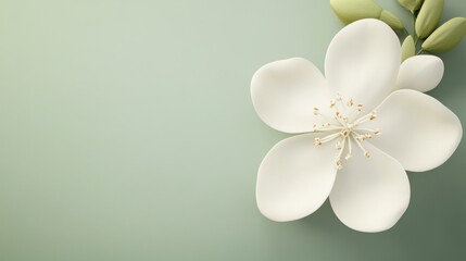 Detailed 3D White Flower on Mint Green Background