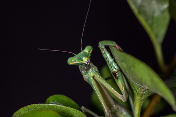 Close-Up of a False Garden Mantis in a Defensive Pose