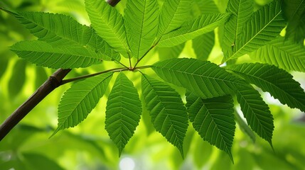 Fototapeta na wymiar leaves ohio buckeye tree