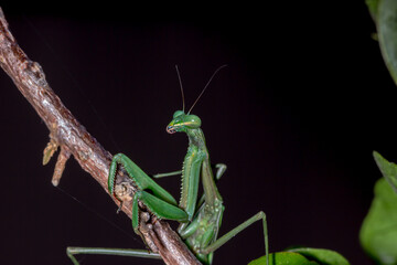 Macro of a False Garden Mantis