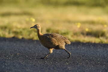 Red winged Tinamou, Rhynchotus rufescens, La Pampa province , Argentina