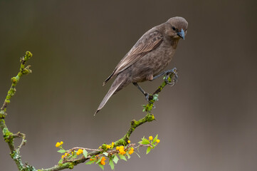Bay winged Cowbird nesting, in Calden forest environment, La Pampa Province, Patagonia, Argentina.