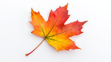 Fototapeta premium Single autumn maple leaf on white background