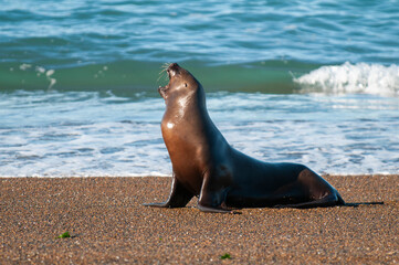 Fototapeta premium South American Sea Lion (Otaria flavescens) Female,.Peninsula Valdes ,Chubut,Patagonia, Argentina