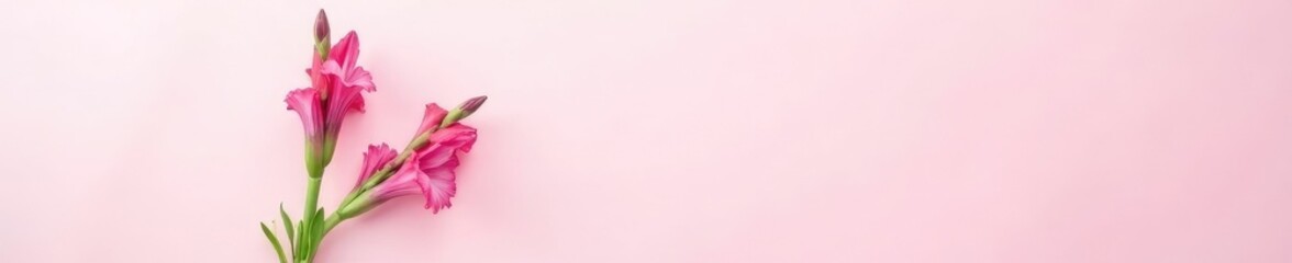 Fototapeta premium Single stem gladiolus on white pink background, cut flowers, floral, garden