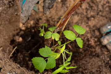 plant placed in the earth by a human