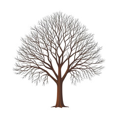 Bare Winter Tree with Intricate Branches
