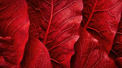 Obraz premium color lettuce red leaf