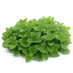 Fototapeta premium Fresh Oregano Leaves, Culinary Herb Close-Up.