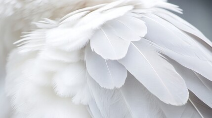 Fototapeta premium Elegant White Feathers with Intricate Patterns Close Up Detail Macro Shot