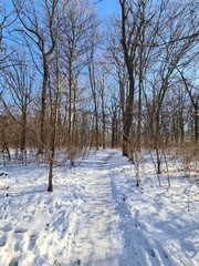 View on the Plänterwald Forest Landscape in Winter