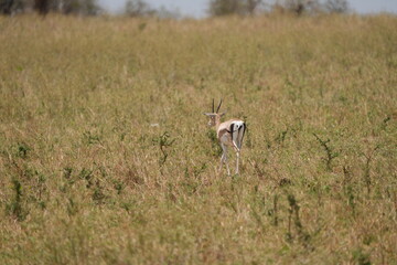 Naklejka premium Gazelle Grazing in Tall Savanna Grass, Serengeti National Park, Tanzania