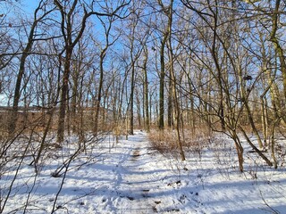 View on the Plänterwald Forest Landscape in Winter