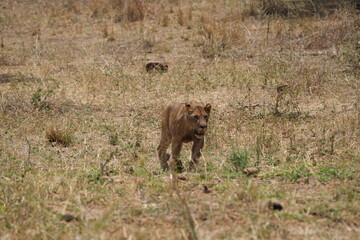 close up of a lioness stalking the savannah of tarangire national park tanzania, safari