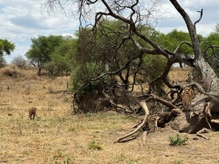 lioness in the savannah of the tarangire national park tanzania
