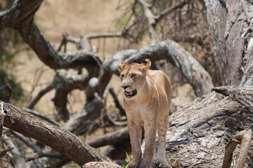 portrait of a lioness in tarangire national park tanzania