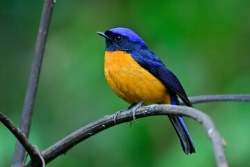 colorful bird perching on curve branch over green background, male of rufous-bellied niltava