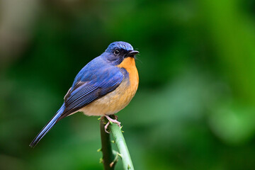 fat bird calmly perching on green branch, male of hill blue flycatcher, cyornis whitei