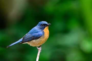 Fototapeta premium blue and orange bird calmly perching on thin branch over green leave background, hill blue flycatcher, cyornis whitei