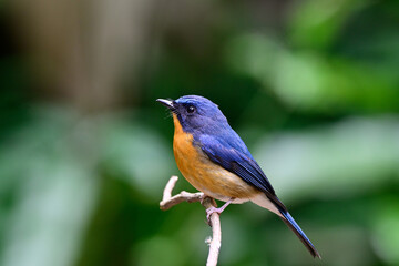 beautiful blue and orange bird perching on tree branch, hill blue flycatcher