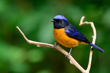 chest view of male of rufous-bellied niltava, most vivid color bird perching on beautiful branch