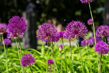Obraz premium Blooming decorative onions in the park. Purple beautiful large flowers of decorative allium.