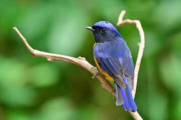 Obraz premium back view of male of rufous-bellied niltava, most vivid color bird perching on beautiful branch