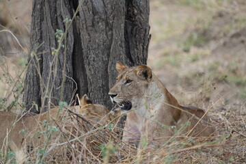 pair of female lionesses laying in the grass under a tree in the savannah of tarangire national park tanzania