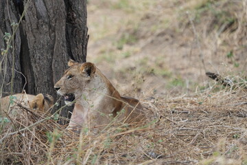 pair of female lionesses laying in the grass under a tree in the savannah of tarangire national park tanzania