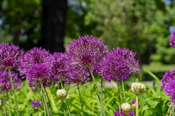 Blooming decorative onions in the park. Purple beautiful large flowers of decorative allium.